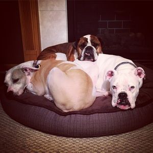 🐶 PLEASE READ BEFORE PURCHASING FROM ME! 🐶